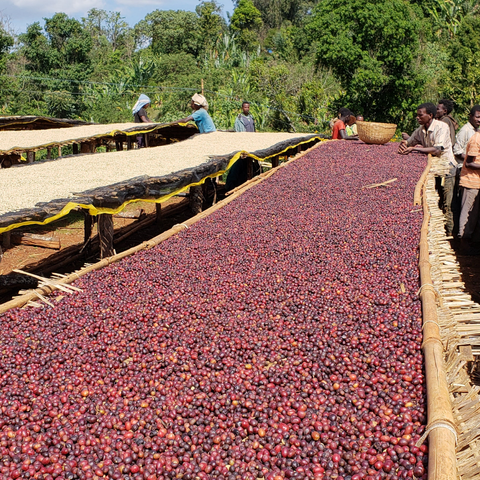 Yergacheffe Amederaro | Ethiopia