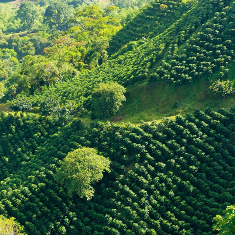 Decaf | Colombia