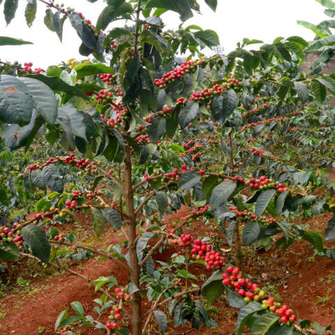 Maguta Lot MG1 | Kenya