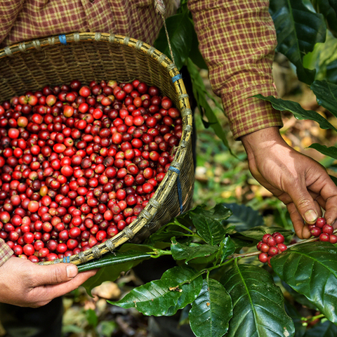 La Papaya Typica | Ecuador