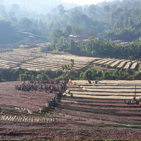 Yirga Red | Ethiopia