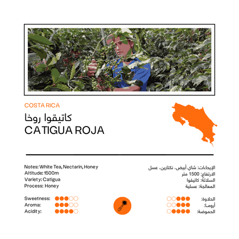 Catigua Roja | Costa Rica